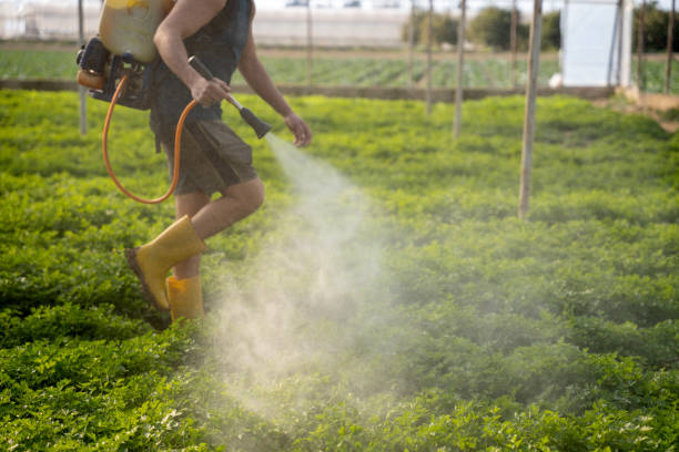 Best Pest Removal Services  in Chicago, IL
