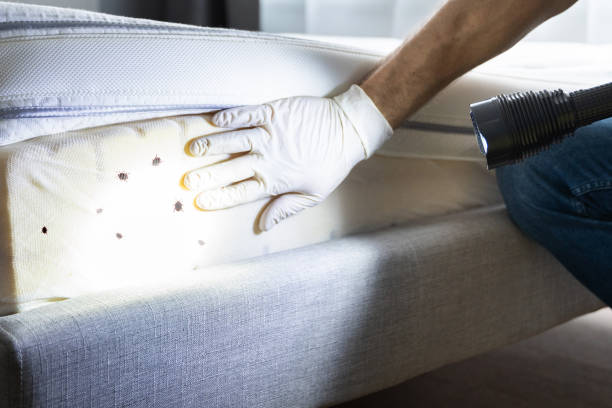 Best Pest Control Near Me  in Chicago, IL