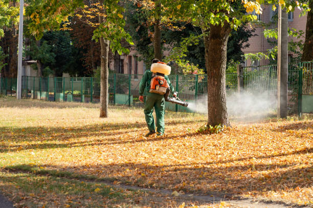 Best Termite Control Services  in Chicago, IL