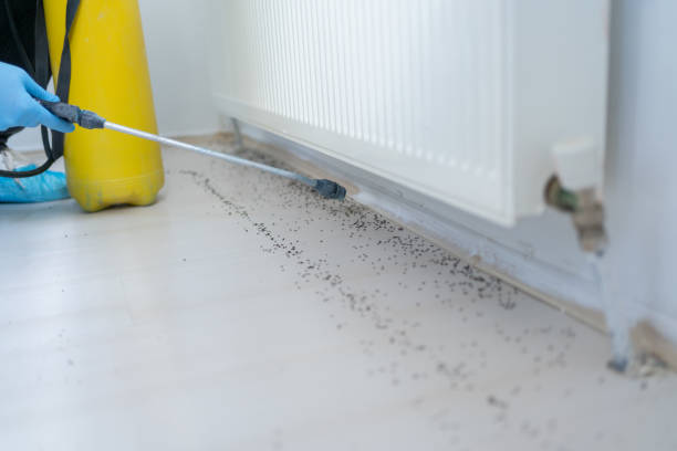 Best Bed Bug Extermination  in Chicago, IL